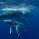 De walvisjacht heeft de kringloop in de oceanen ontwricht