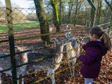 Almelo smeekt minister om voortbestaan hertenkamp; ‘Iedereen geniet van de dieren, nog nooit eentje ontsnapt’
