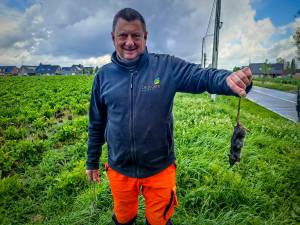 “Het lijkt hier wel een sterrenrestaurant voor die beesten”: Geert (58) trekt elke dag ten strijde tegen rattenplaag in Ledegemse velden