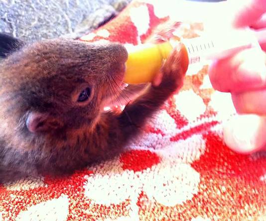 Een gered eekhoorntje krijgt voeding.