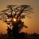 Groot aantal eeuwenoude Afrikaanse baobabs plots gestorven