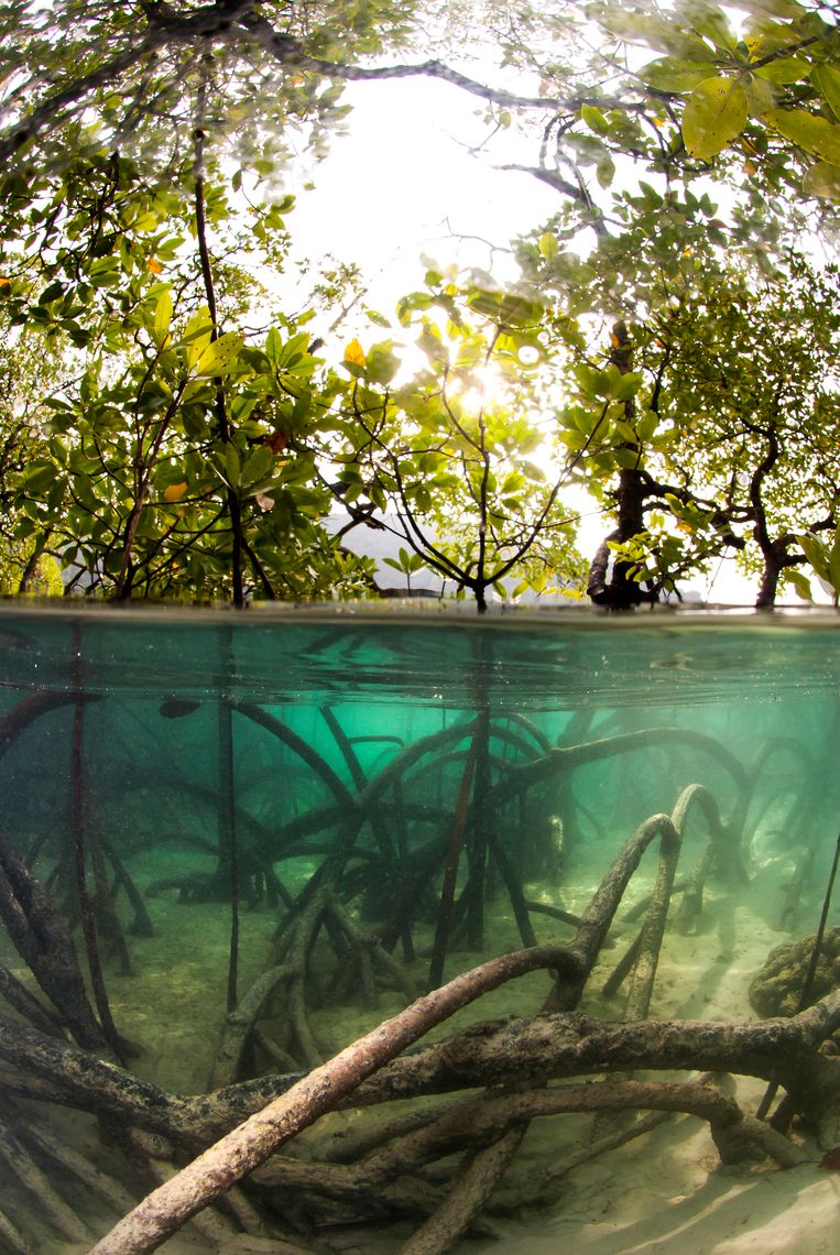  Mangrove in Thailand. Beeld Getty Images