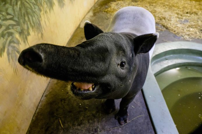 De tapirbaby is het derde jong van moeder Nakal.