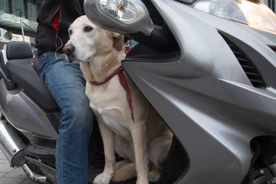 Dronken bromfietser (58), met hond op de schoot, knalt tegen verkeerslicht: “Dat beestje sprong ineens weg”