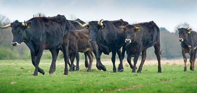 Taurossen vallen twee wandelaars aan in natuurgebied bij Uden