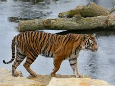 Zeldzame tijger door nieuwe liefde doodgebeten in Londense dierentuin