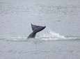 Franse reddingsoperatie met drone voor verdwaalde orka in Seine: ‘We zijn erg bezorgd’