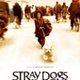 Review: Stray Dogs