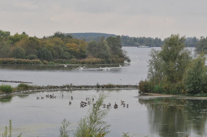 Verzilting van onze watergebieden kan grote gevolgen hebben voor de vissen en vogels die er leven. foto Jan van Zuilen