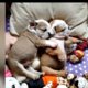 Video | Puppy's liggen lepeltje lepeltje