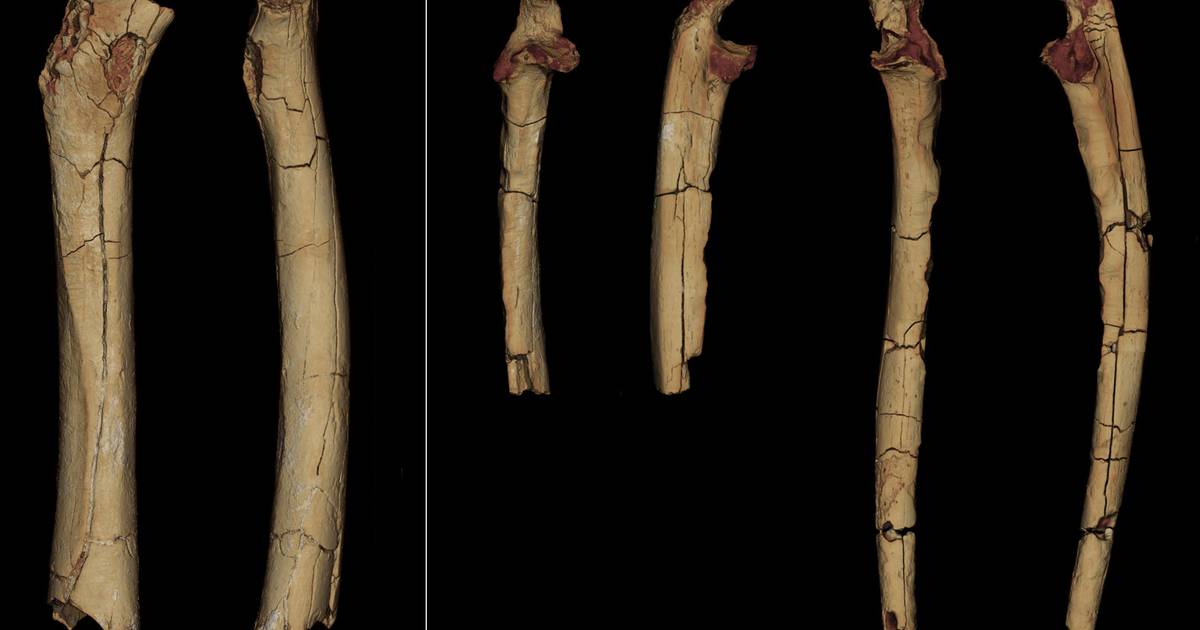 Новое исследование показывает, что человекообразные обезьяны ходили на двух ногах семь миллионов лет назад |  За рубежом