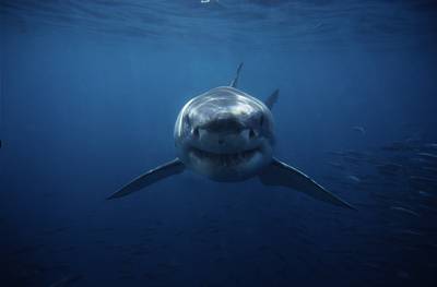 German sailor (30) attacked by shark near Canary Islands and died hours later after heart attack