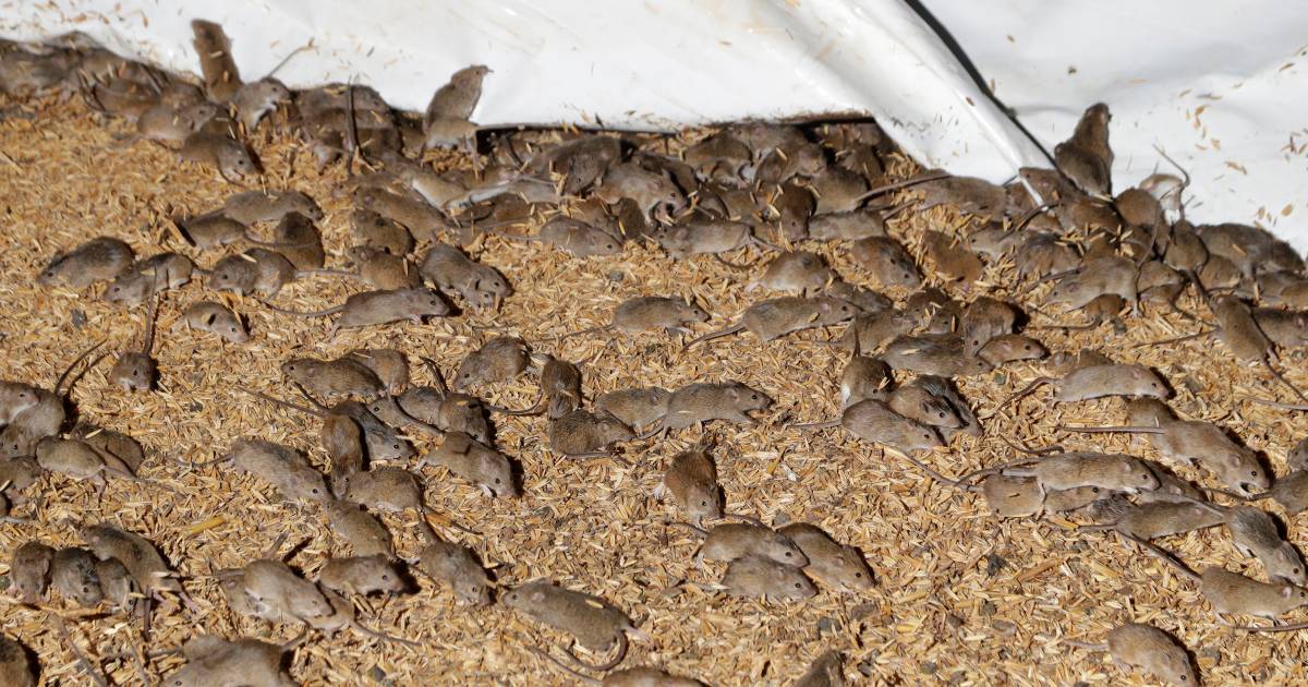Australië mag muizenplaag niet te lijf met krachtig rattengif