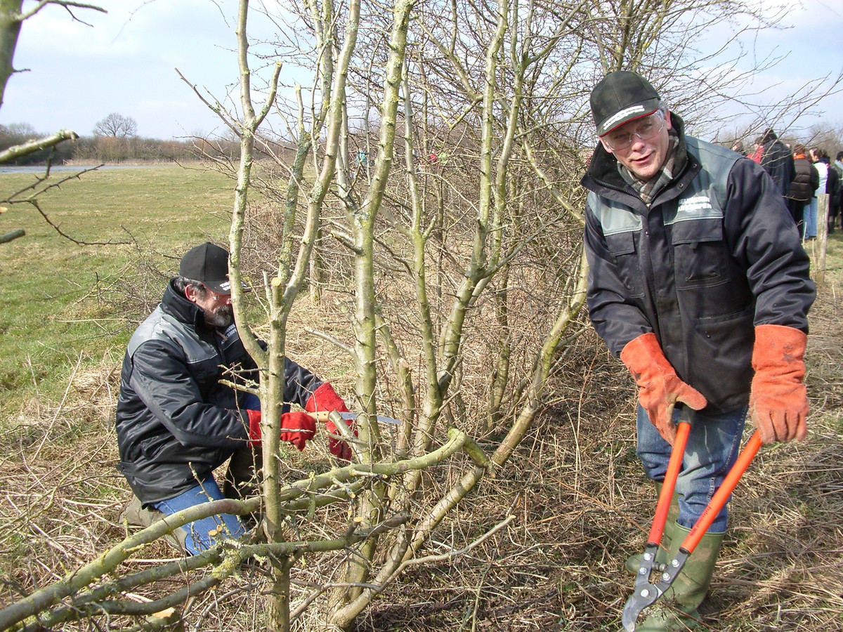 e-n-verwelkte-meidoornstruik-hoed-je-dan-maar-voor-perenvuur-foto