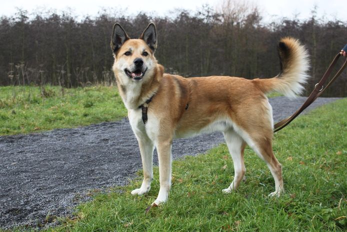 Husky ridgeback store