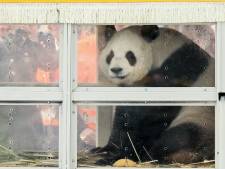 Les deux pandas ont atterri à Bruxelles