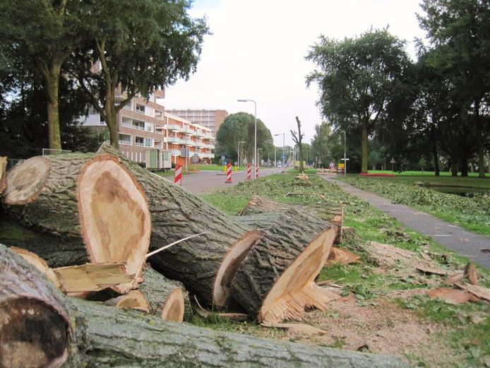 Langs de Winston Churchilllaan in Spijkenisse-Noord werden zes jaar geleden heel veel volwassen bomen gekapt.