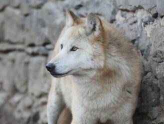 Pairi Daiza verwelkomt eerste wolvenroedel, en jullie mogen de namen van de welpjes kiezen