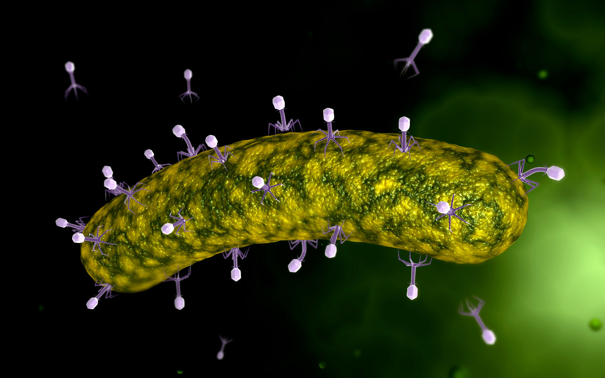 In deze schets wordt een fictieve bacterie aangevallen door vele evenzeer fictieve bacteriofagen. Beeld Getty Images/Stocktrek Images