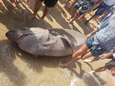 Haai van drie meter spoelt aan voor kust van Ibiza
