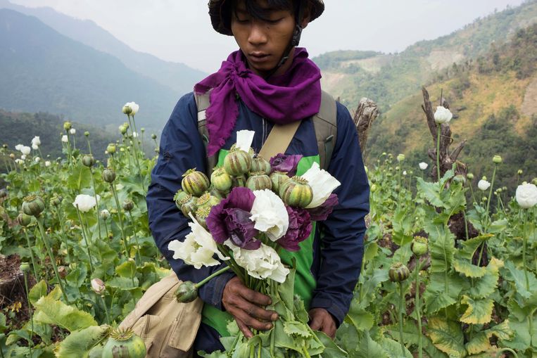 Een religieuze anti-drugsactivist trekt bloeiende papaverplanten uit de grond in Myanmar. Beeld AP