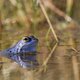 Dankzij ‘Onze natuur’ weten we nu dat er in onze regionen ook magnifieke natuurdocumentaires kunnen worden gefilmd die niet hoeven onder te doen voor de documentaires op National Geographic