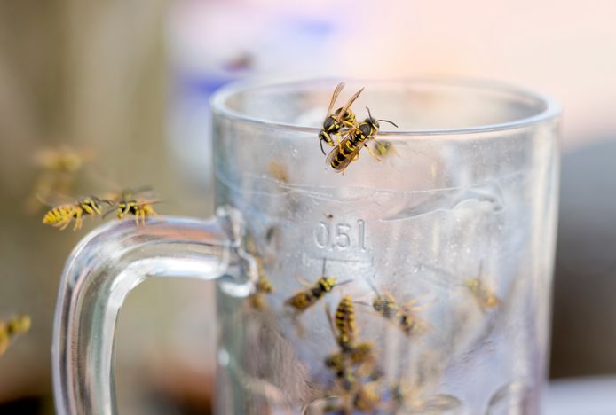 Wasps in glass of beer