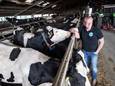 Melkveehouder Arjan van den heijkant (43) kan de mest van zijn Holsteiners straks alleen tegen nog hogere kosten kwijt.