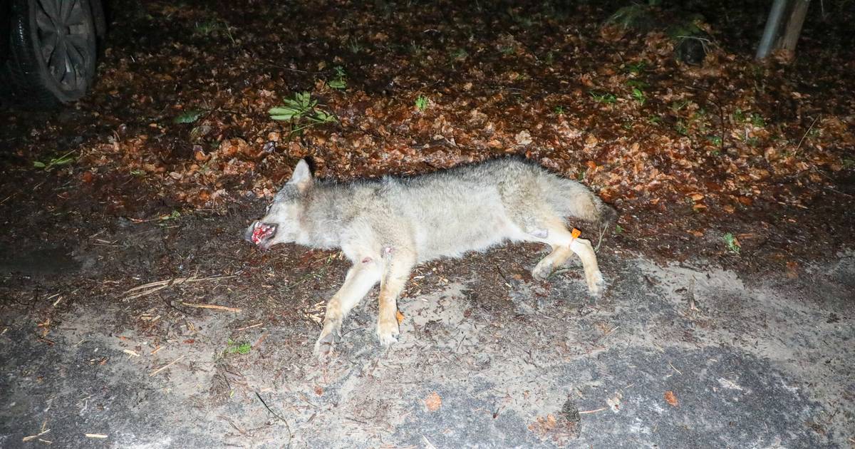 Dode wolf aangetroffen in Wekerom, dier vermoedelijk aangereden.