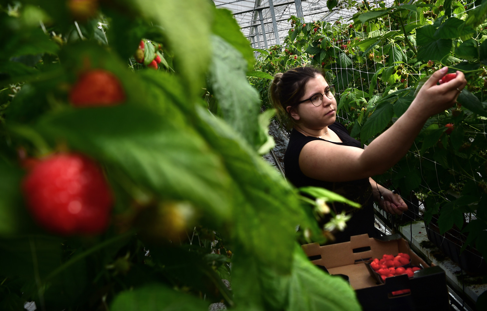 Een Poolse arbeidskracht plukt frambozen op de fruitkwekerij van René Simons. Een kwart van Simons 26 arbeidsmigranten keerde inmiddels terug naar Polen vanwege corona-angst. Beeld Marcel van den Bergh / de Volkskrant