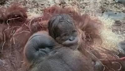 Opnieuw orang-oetan geboren in Pairi Daiza