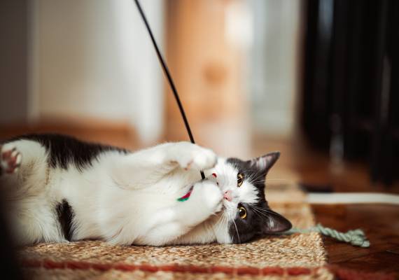 Zoveel minuten per dag wil je hond of kat met je spelen