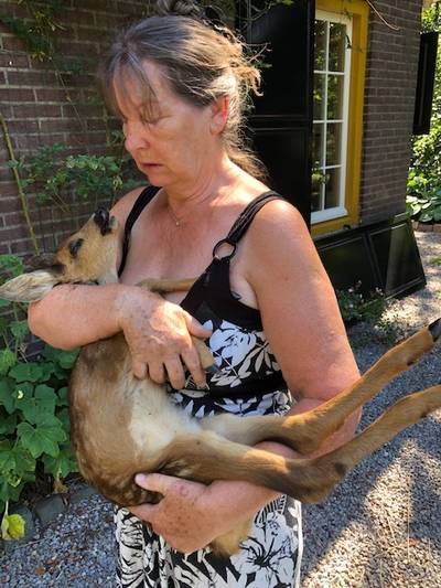 Zes honden van uitlaatservice bijten jonge ree dood: ‘Mijn vrouw hoorde het kalfje gillen’