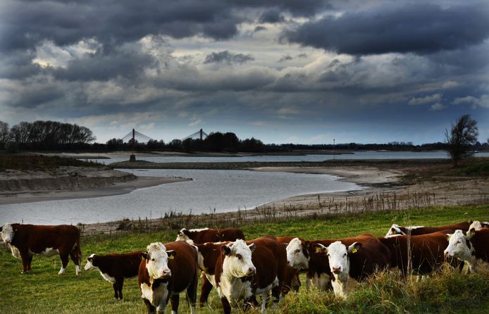 Vandaag ligt het hele land onder een dik wolkendek. Dit grijze weerbeeld gaat, vooral in het oosten, gepaard met lichte regen of motregen.