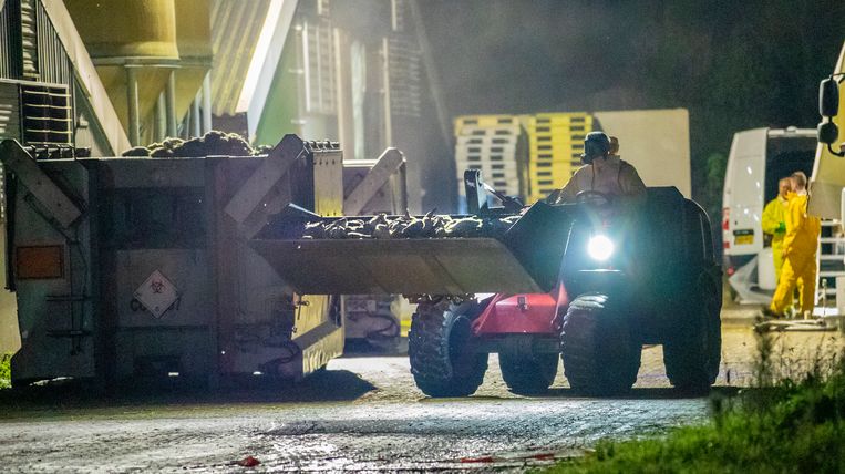 Een eendenfokkerij in het Nederlandse Terwolde wordt geruimd. Beeld Foto: Rob Voss