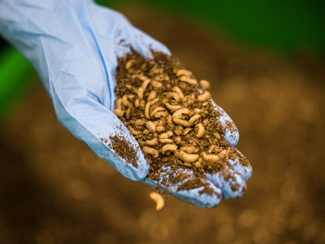 Vliegen, krekels en sprinkhanen hebben de toekomst, en de grootste kwekerij staat in Nederland