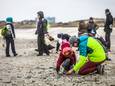 Jong en oud speurt graag naar schelpjes op het strand. De zesde Grote Schelpenteldag focust dit jaar op schelpen met gaatjes.