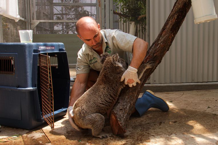 Een medewerker van de Taronga-dierentuin in Sydney helpt een uit de bosbranden geredde koala naar zijn tijdelijke schuilplaats. De dierentuin huisvest twaalf koala’s van wie het leefgebied wordt bedreigd door de vuurzeeën in Australië. 
 Beeld AFP