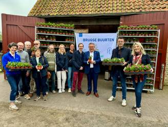 Buurtcomités vragen samen liefst 122.059 bloemen aan in Brugge, en da’s een record