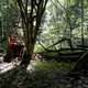 Kever vreet Europees oerbos in Polen weg