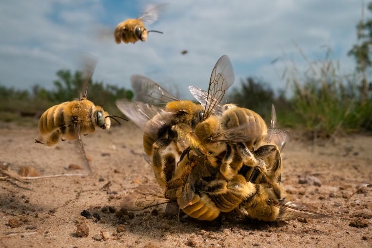 ‘The big buzz’: De hoofdprijs ging dit jaar naar de Amerikaanse fotografe Karine Aigner. Haar foto, met de naam ‘The big buzz’, toont een berg mannelijke cactusbijen die willen paren met het enige vrouwtje in de groep, tegen een achtergrond van verschroeiend zand op een ranch in de Amerikaanse staat Texas. Beeld Karine Aigner, Wildlife Photogra