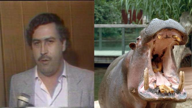 Colombia steriliseert nijlpaarden van beruchte drugsbaron Pablo Escobar