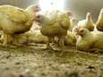 Vogelgriep op kuikenbedrijf in De Krim: 26.000 kippen gedood