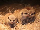 Piepjonge stokstaartjes stelen de show in dierenpark