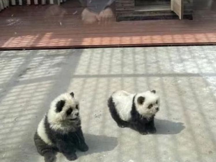 Un zoo chinois peint des chiens en noir et blanc pour les faire ressembler à des pandas