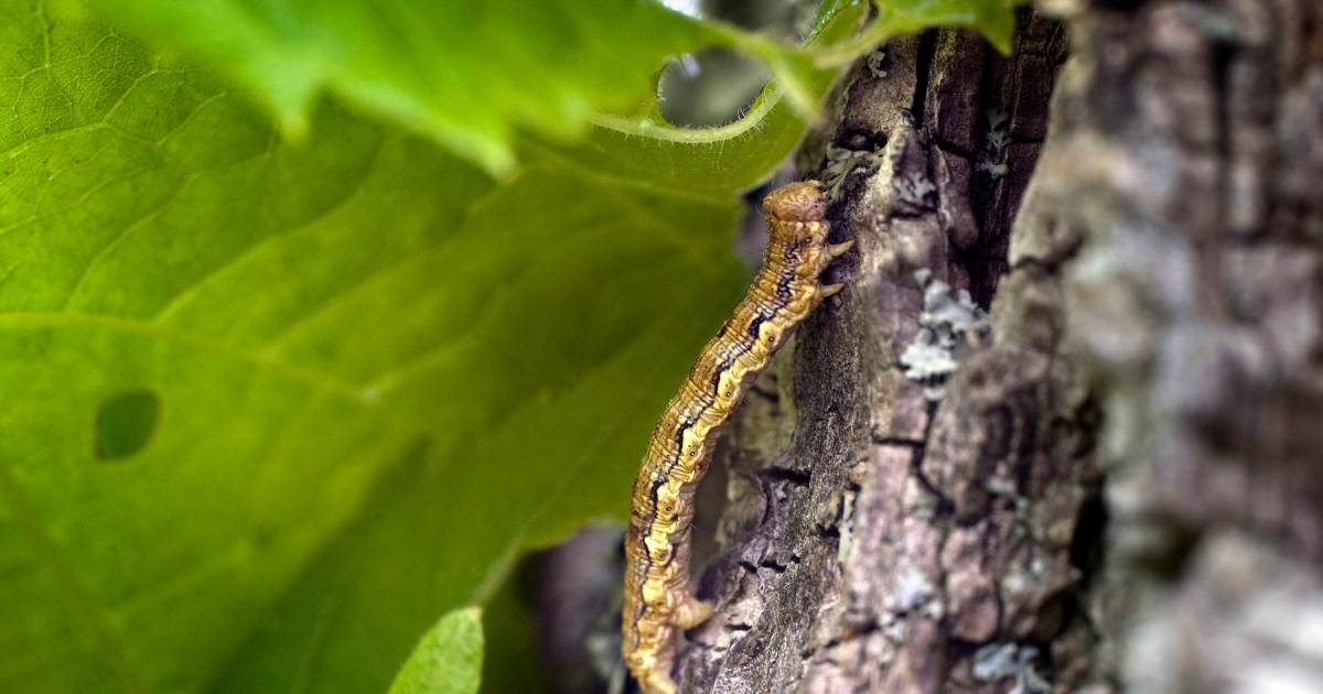 Pas op, het regent poep: ‘Vanaf nu is het opletten geblazen’
