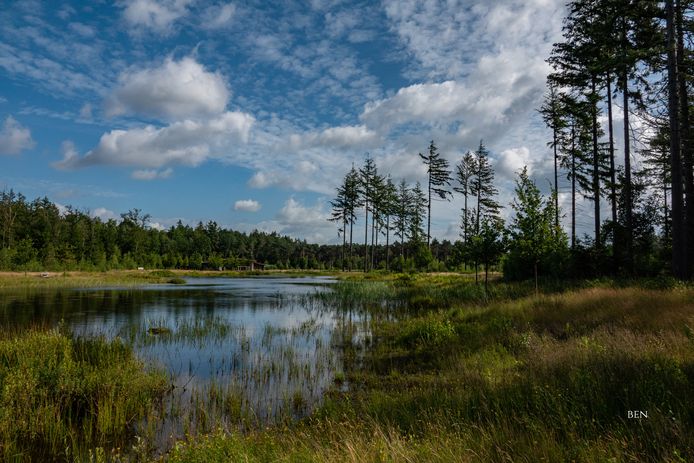 Valkenswaard zoekt locatie voor natuurbegraafplaats Valkenswaard AD.nl