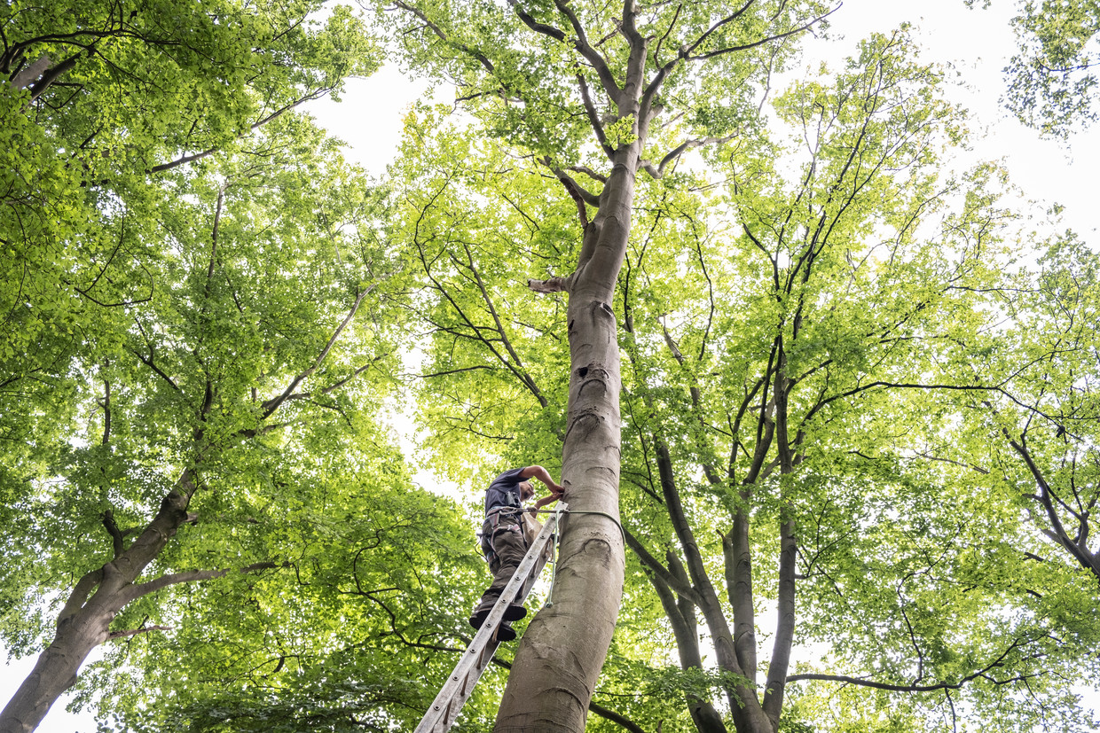 Het gaat slecht met de specht en stikstof leek de boosdoener. Nu blijkt dat vooral verandering van bosbeheer de zwarte specht parten speelt Beeld Roos Pierson