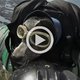 Basejumpen met je hond