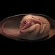 ‘De allervreemdste kip die je je kunt voorstellen’:  zeldzaam dino-ei met embryo gevonden in China